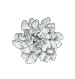 Botanical Home Blue White Hawthorn