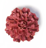 FR36 - Flower - Blush Pink Tundra Carnation
