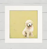 Goldendoodle - Happy Square