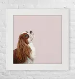 Cavalier Looking Up - Happy Square