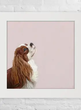 Cavalier Looking Up - Happy Square