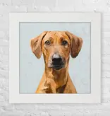 Rhodesian Ridgeback - Happy Square