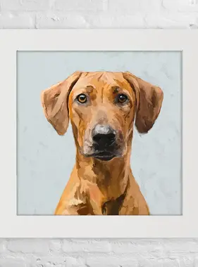 Rhodesian Ridgeback - Happy Square