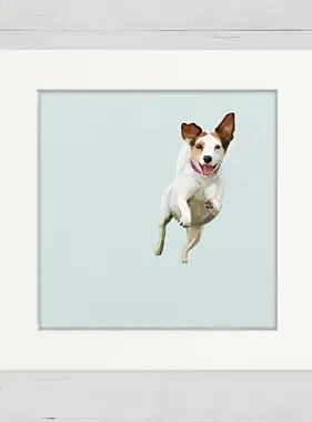Jack Russell Jump For Joy - Happy Square