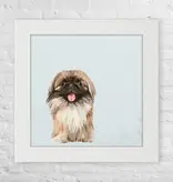Pekingese - Happy Square