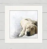 Yellow Lab Sunbathing Sleeping - Happy Square