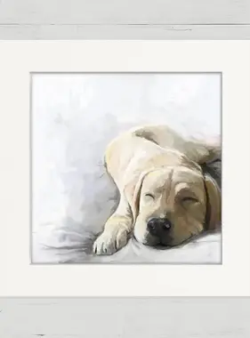 Yellow Lab Sunbathing Sleeping - Happy Square