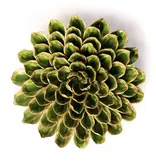 EG20 - Flower - Avocado Green Unicorn Zinnia