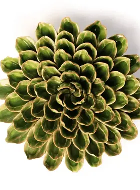 EG20 - Avocado Green Unicorn Zinnia