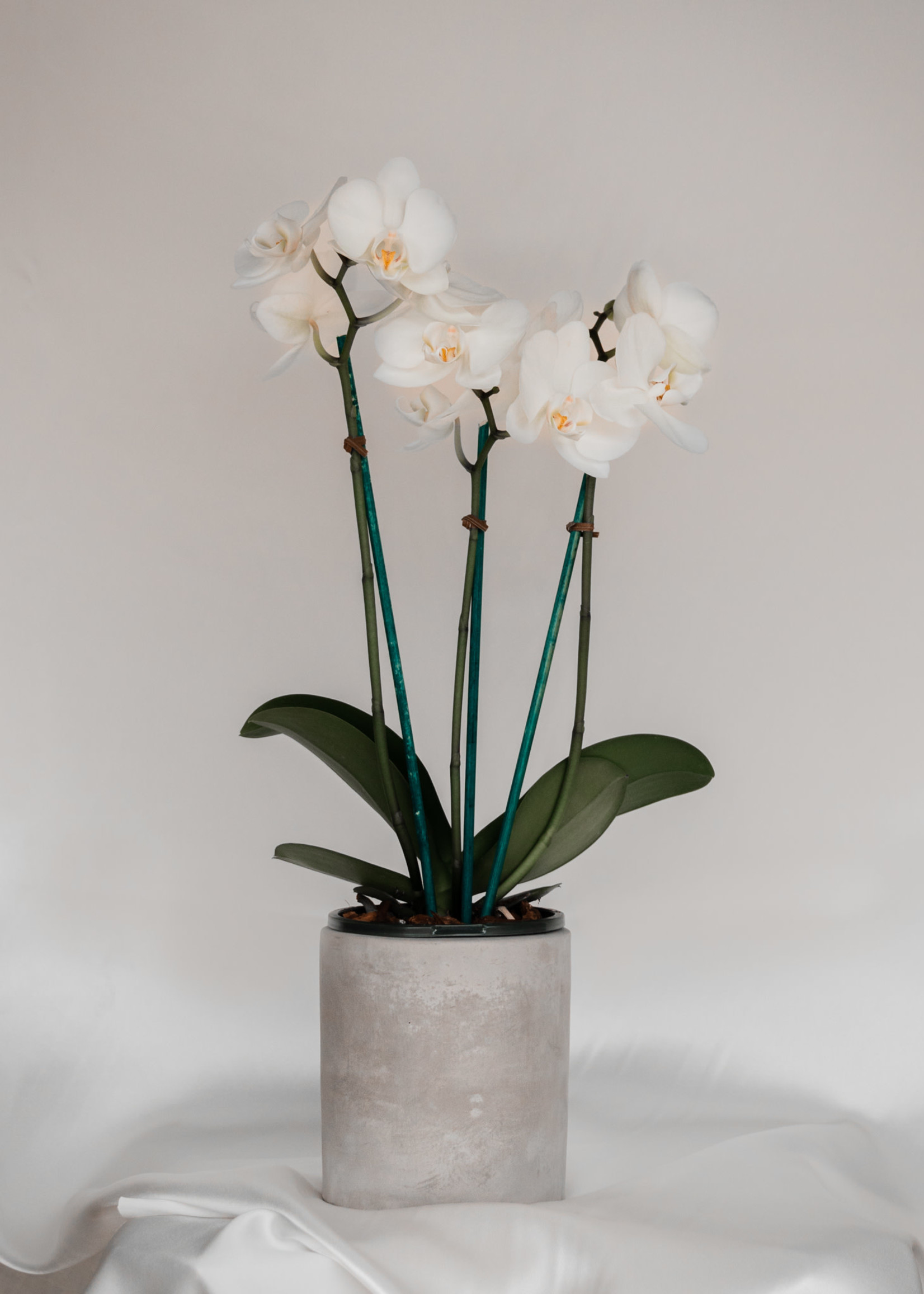 Cement Cylinder 5”