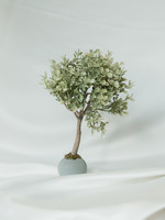 Boxwood Topiary 11"