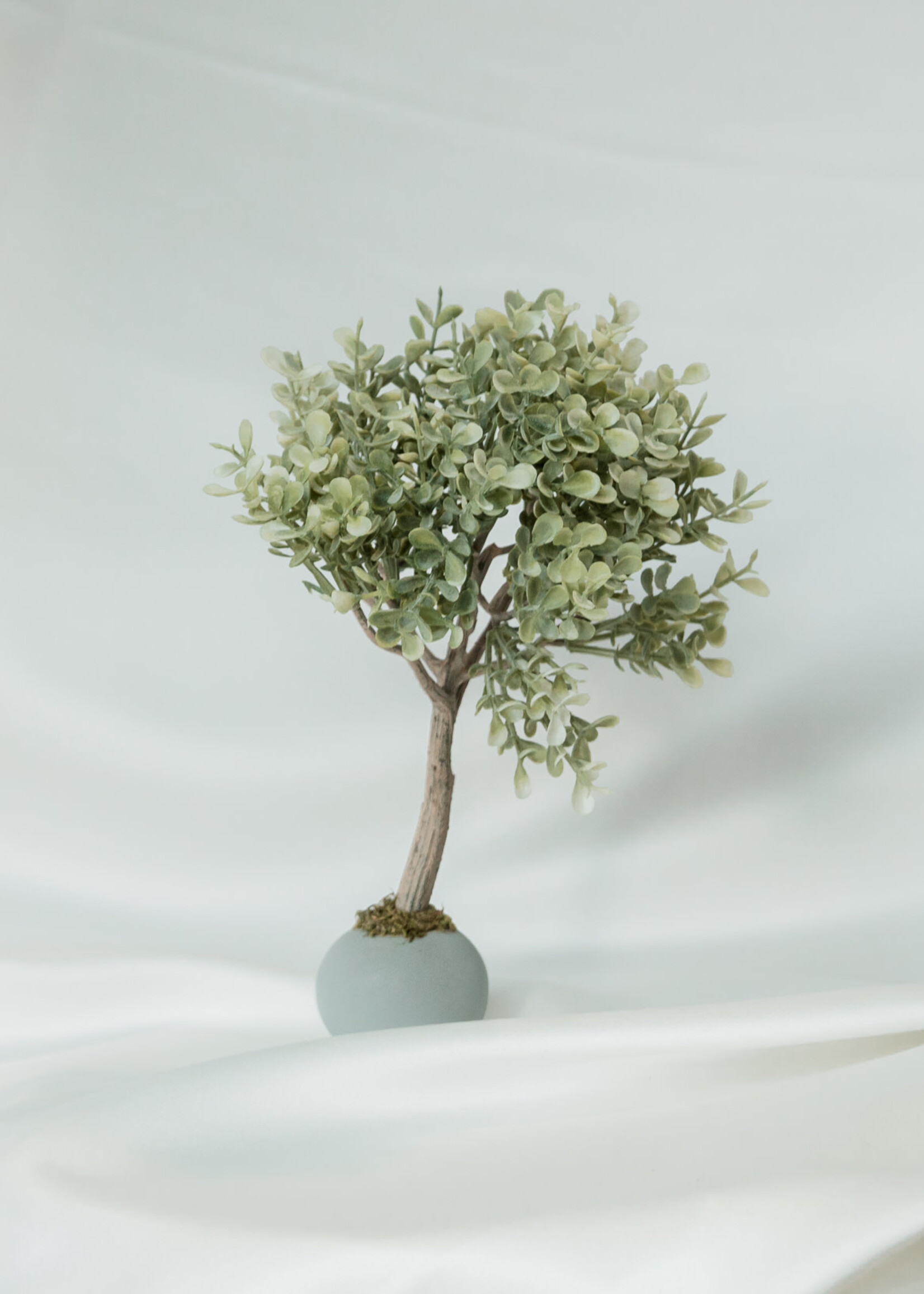 Boxwood Topiary 11"