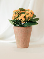 Yellow Kalanchoe in Clay Pot 9.5”