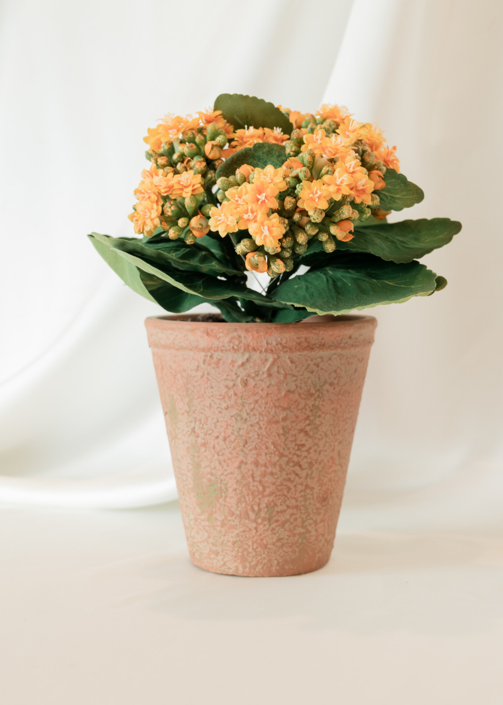 Yellow Kalanchoe in Clay Pot 9.5”