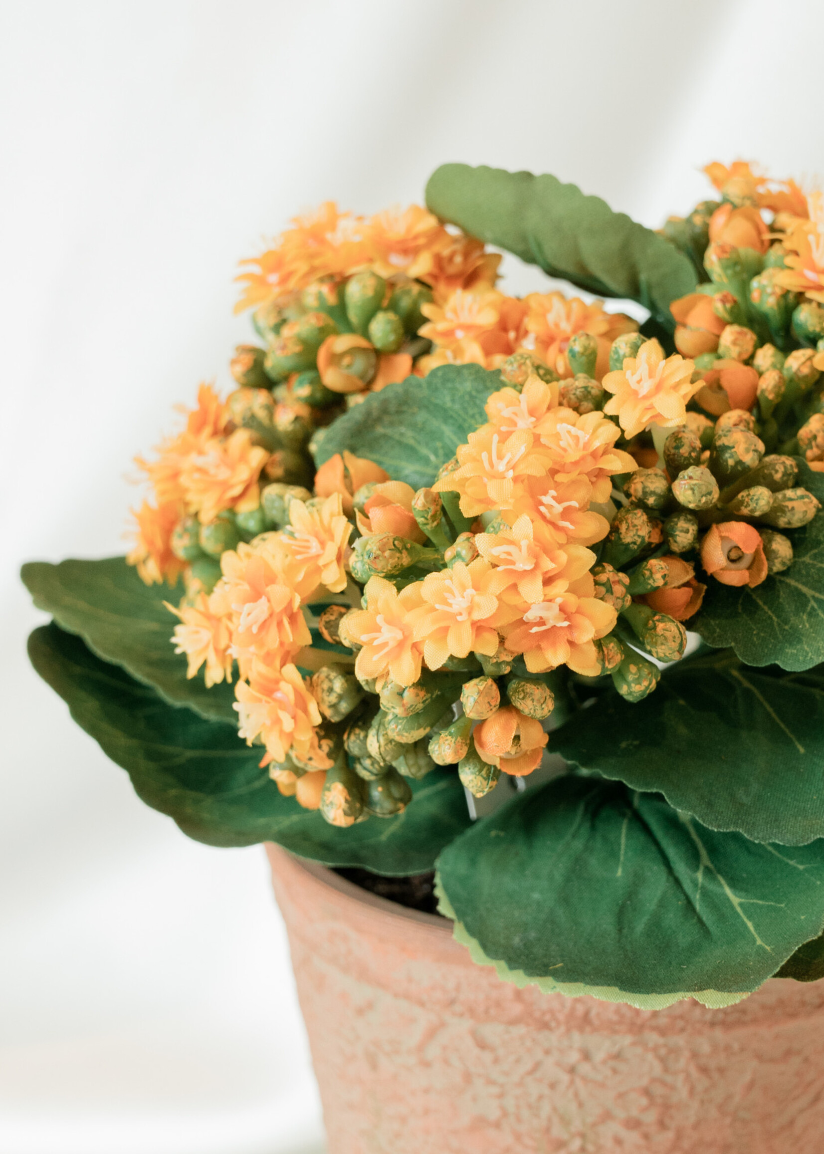 Yellow Kalanchoe in Clay Pot 9.5”