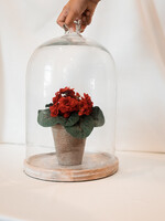 Glass Dome, Wood Base L