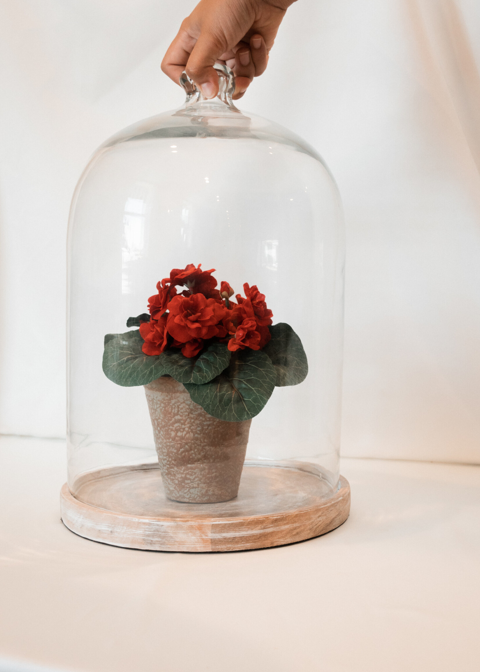 Glass Dome, Mango Wood Base L