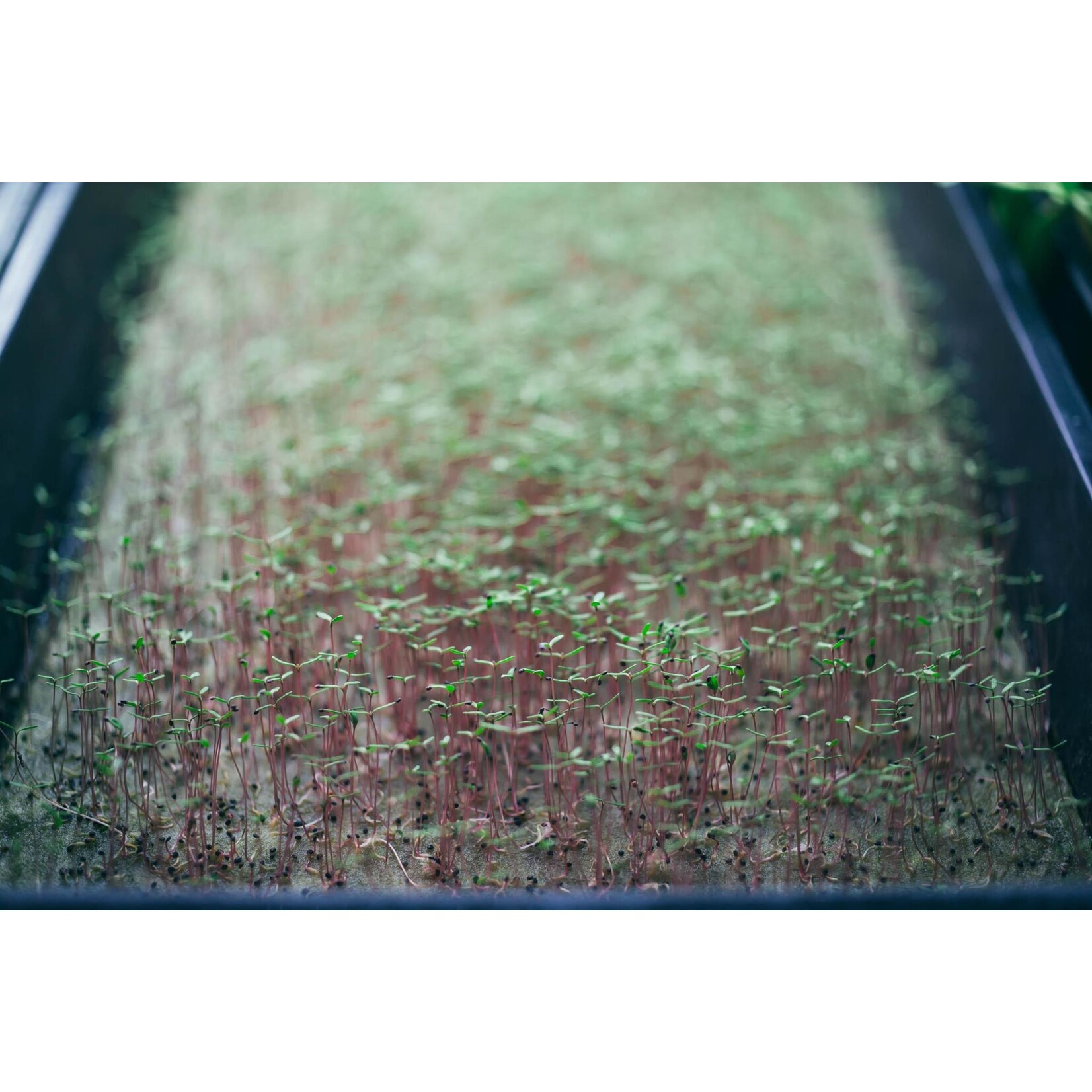 Grodan Grodan® Cress Plate Propagation Mat 10 in x 20 in