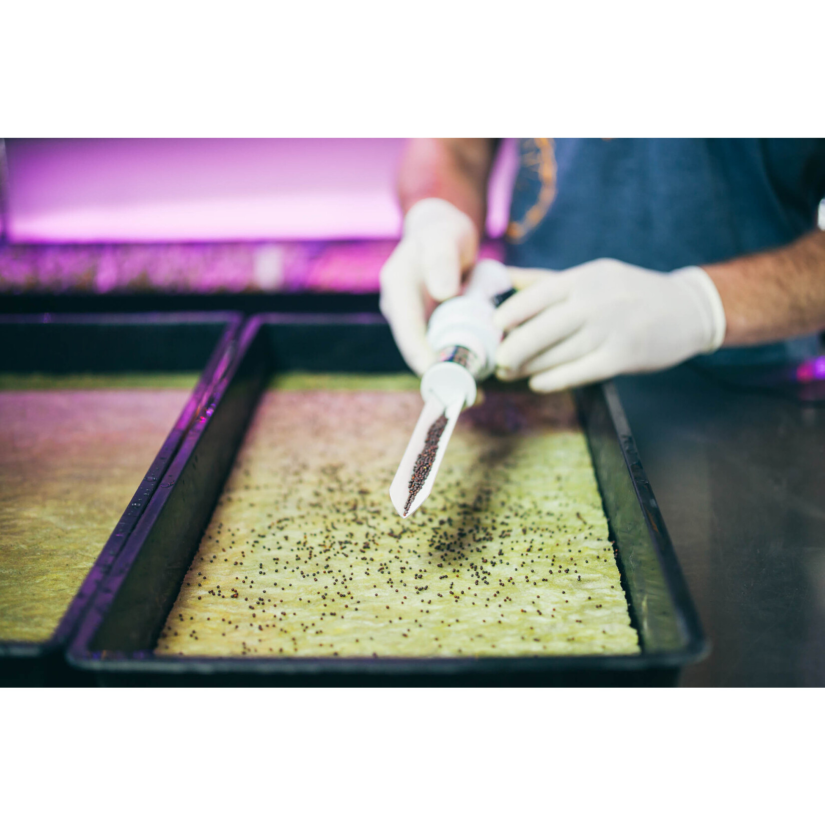 Grodan Grodan® Cress Plate Propagation Mat 10 in x 20 in
