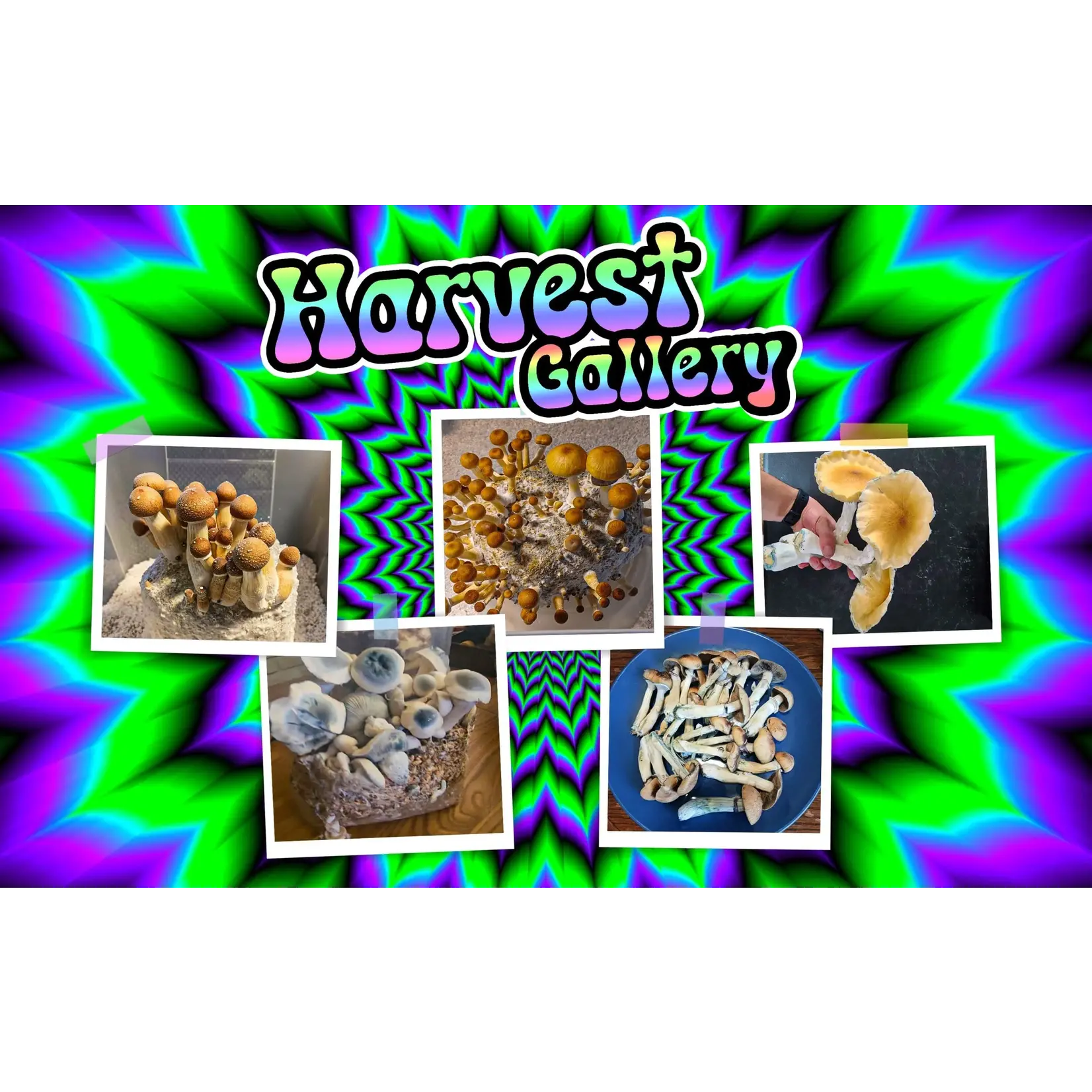 Booming Acres Magical Booming Acres 5lb All in One Mushroom Growing Bag  in box