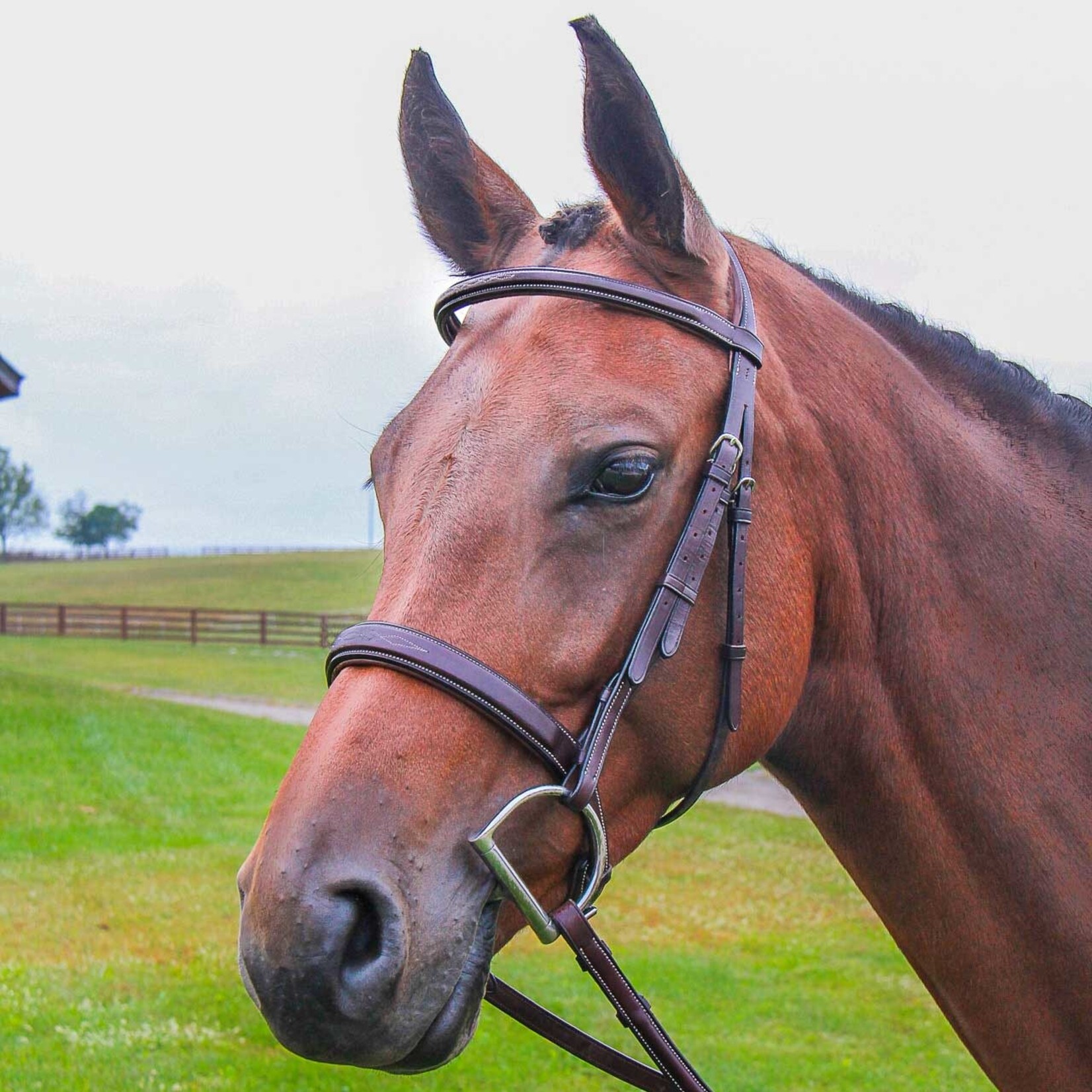 Vespucci Vespucci Veritas Fancy Raised Hunter Bridle w/ Matching Laced Reins