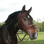 Equusport 21-BE Equusport Hunter Bridle, 1 1/8" noseband (small pony is 7/8"), lightly raised fancy stitch, steel buckles, matching reins sold seperatly