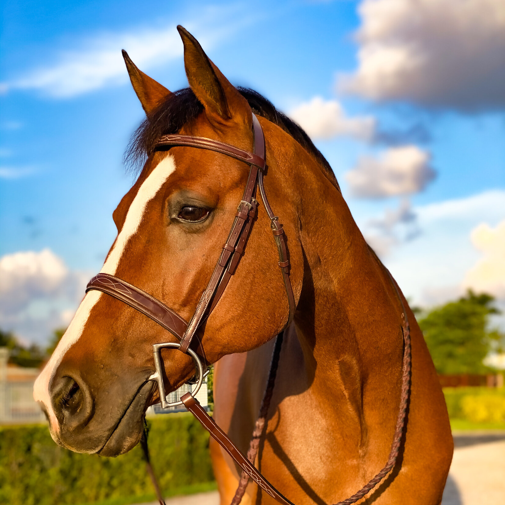 Beval Beval Heritage Wide Caveson Hunter Bridle