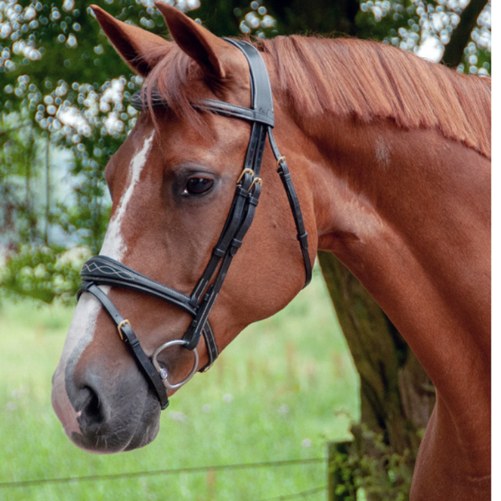 Dy'on DYABAB Dy'on D-Collection Anatomic Flash Noseband Bridle