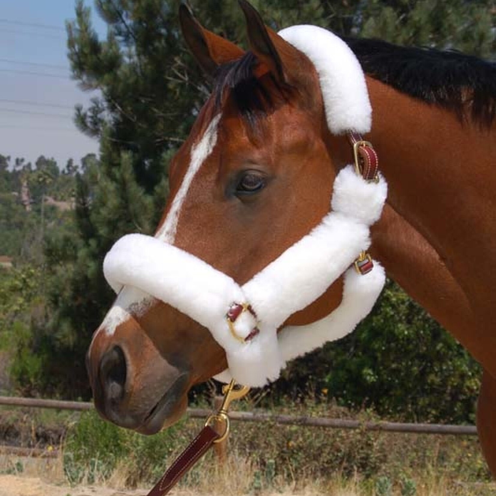 Walsh Company Walsh Shipping Halter