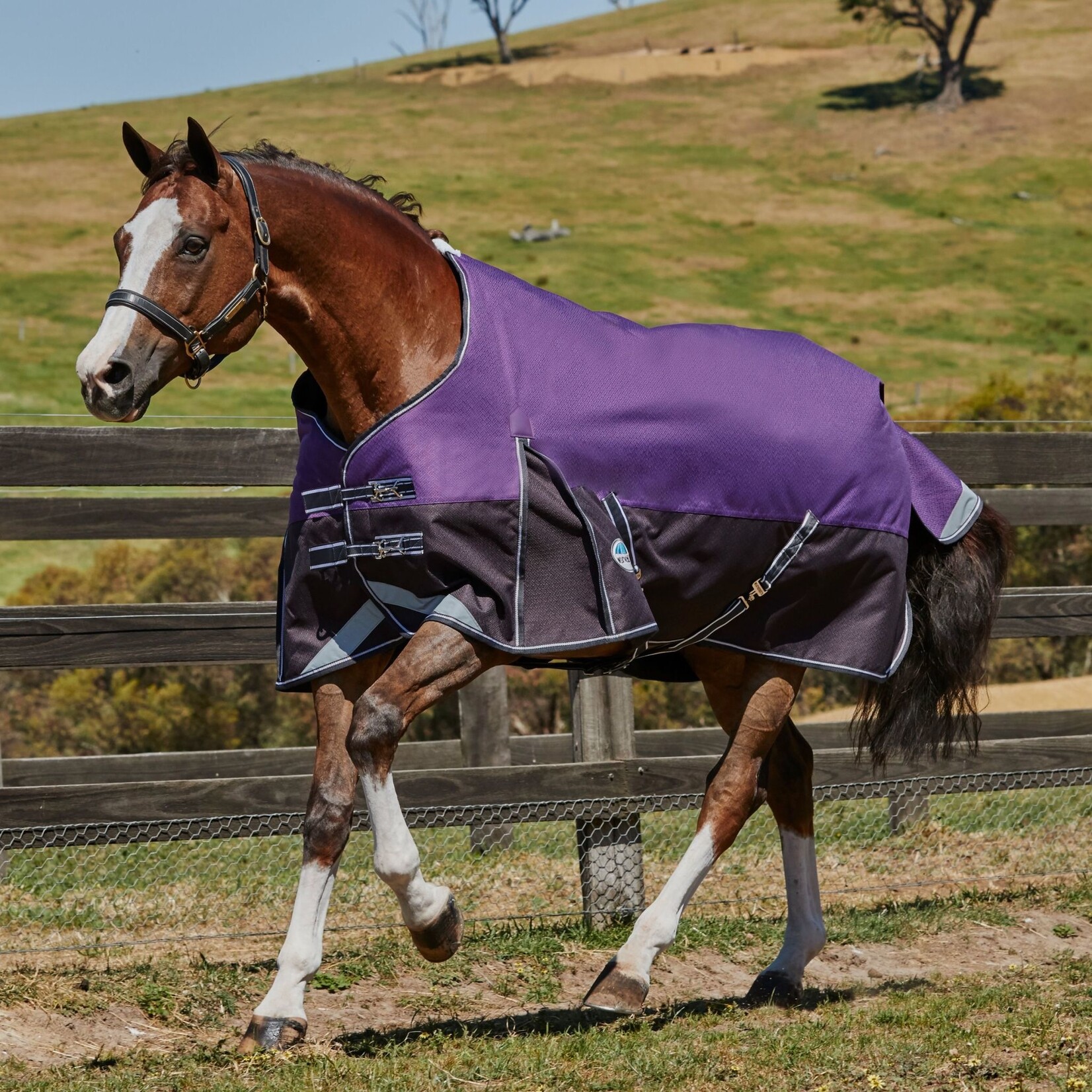 Weatherbeeta Weatherbeeta PONY Comfitech Plus Dynamic