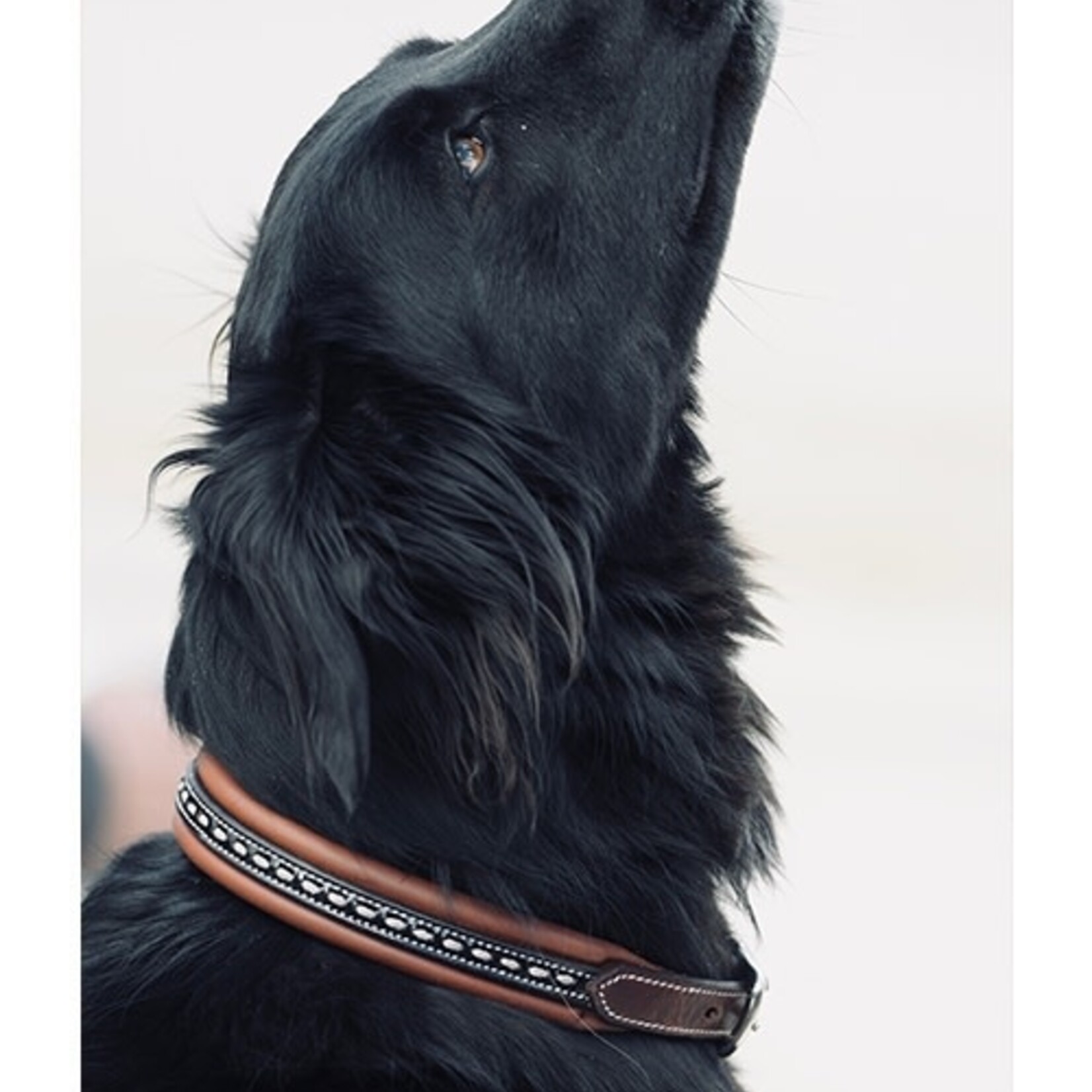 Penelope Point Sellier Dog Collar