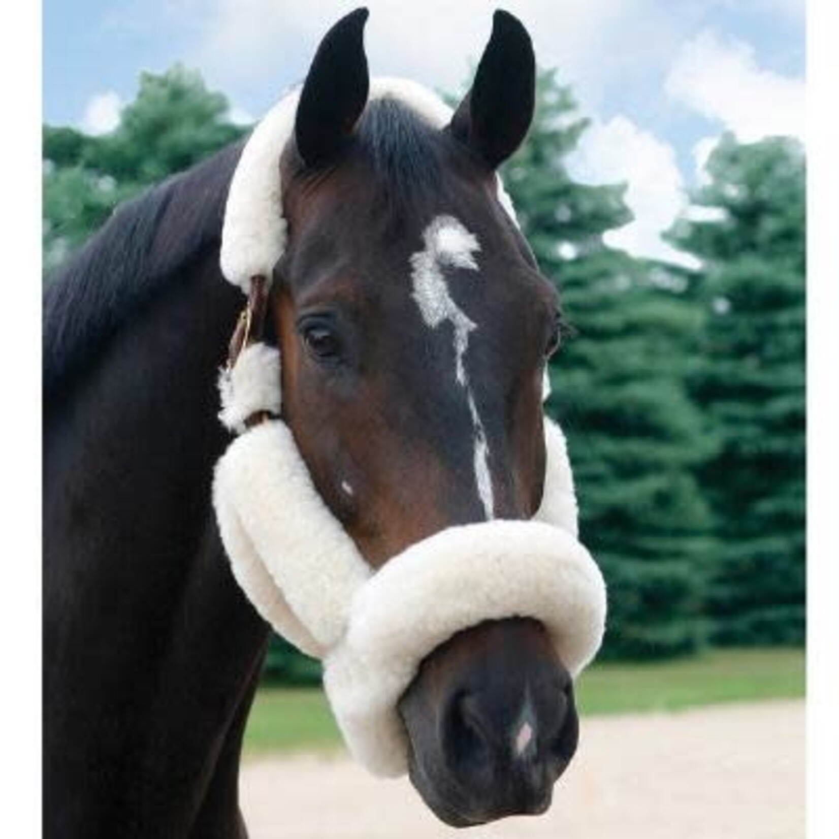 Walsh Company Walsh Shipping Halter