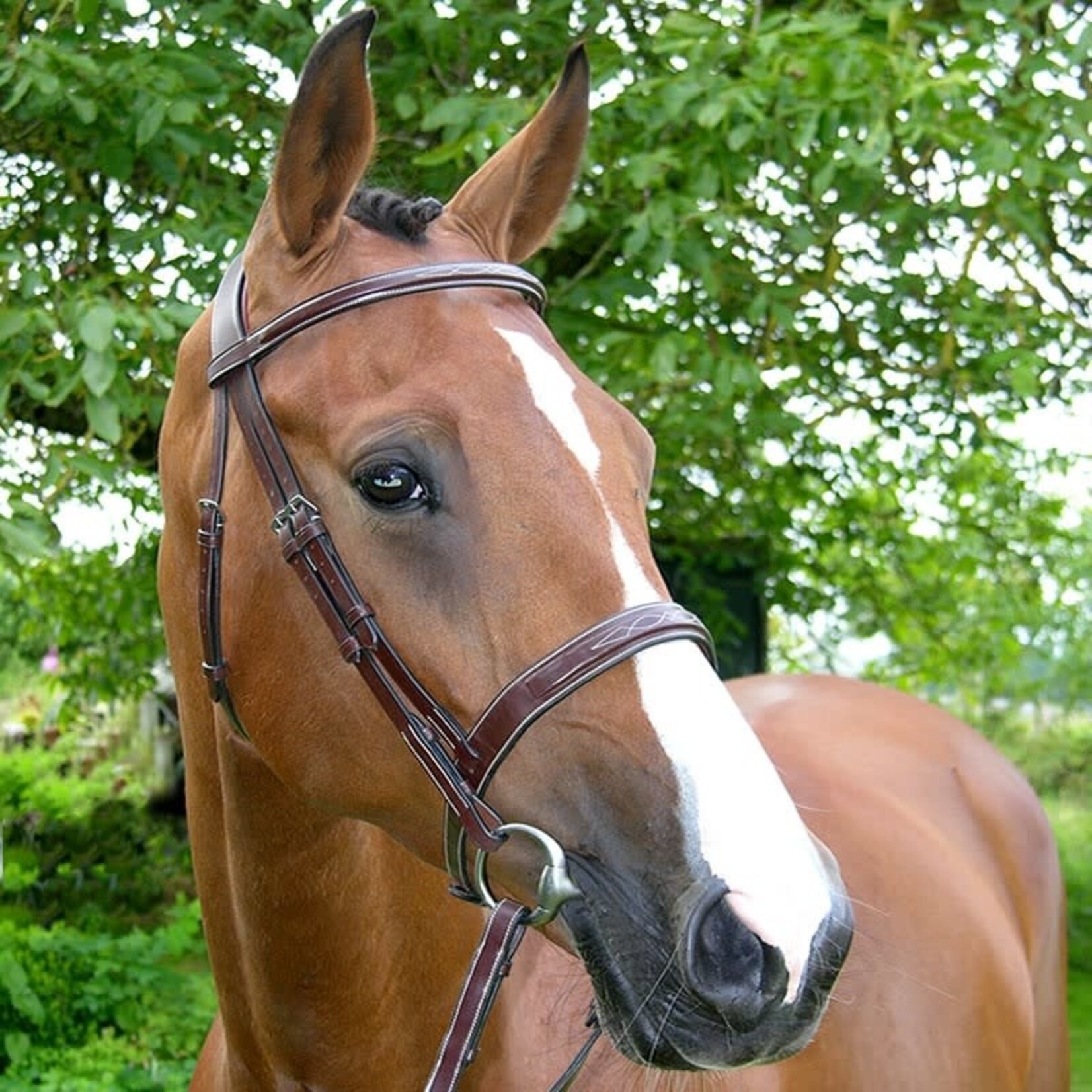 Dy'on USKOAK Dy’on Cavesson Hunter Noseband Bridle