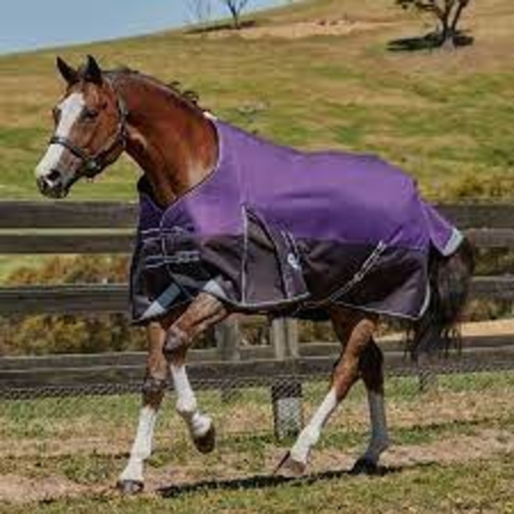Weatherbeeta Weatherbeeta PONY Comfitech Plus Dynamic