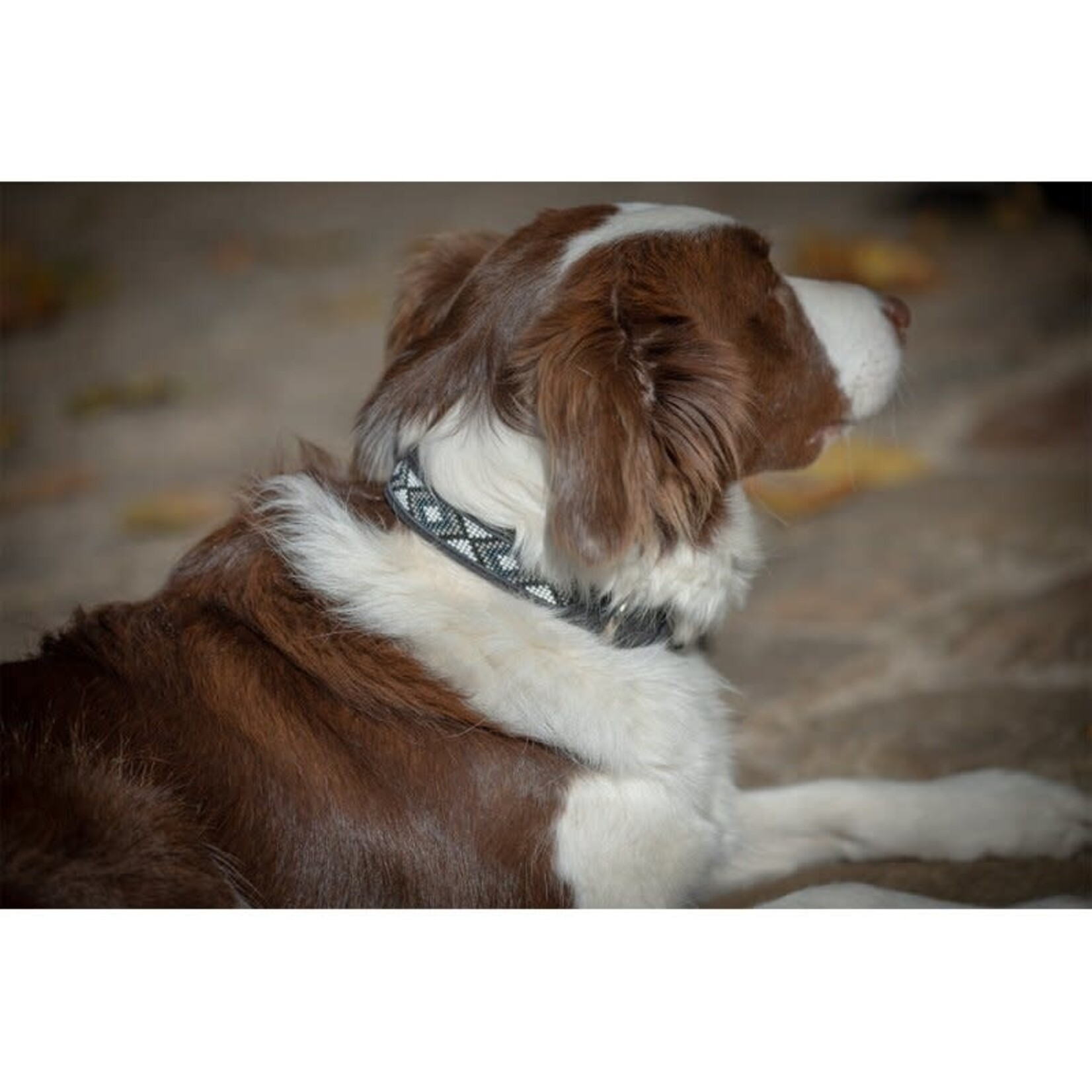 Penelope Pearl Dog Collar