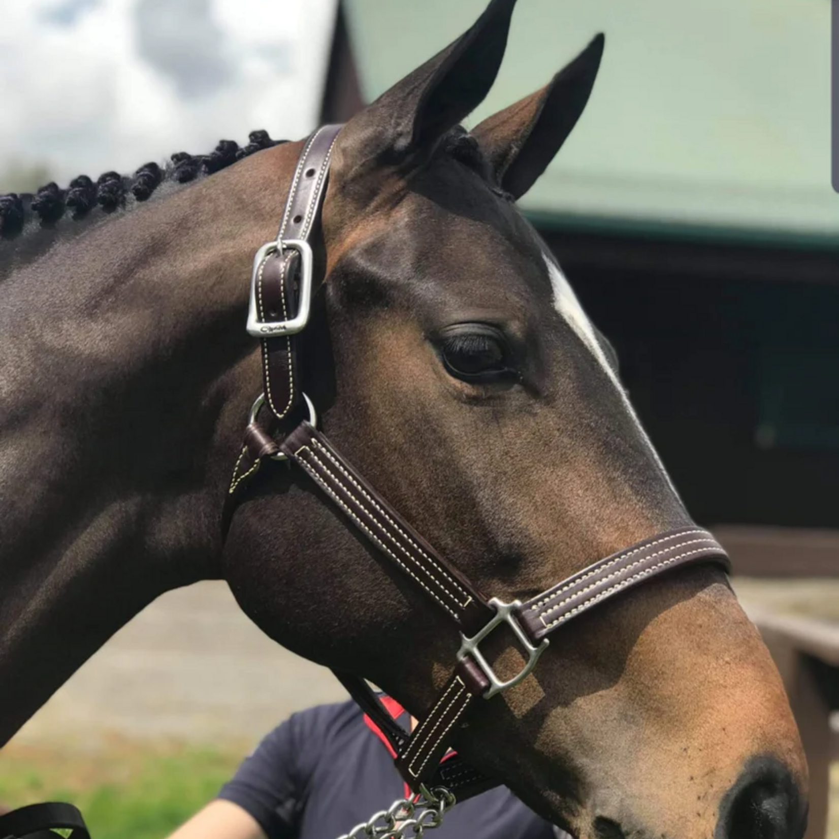 Walsh Company Walsh Triple Stitched British Halter with Stainless Steel Hardware- Made to Order, pls allow 2 weeks production time