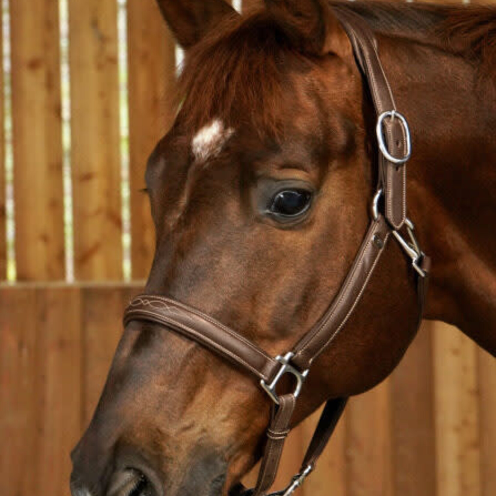 Dy'on WO09A Dy'on Buffalo Leather halter with padded headpiece and padded, fancy stitched noseband. Cream stitching