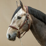 Dy'on WO09A Dy'on Buffalo Leather halter with padded headpiece and padded, fancy stitched noseband. Cream stitching
