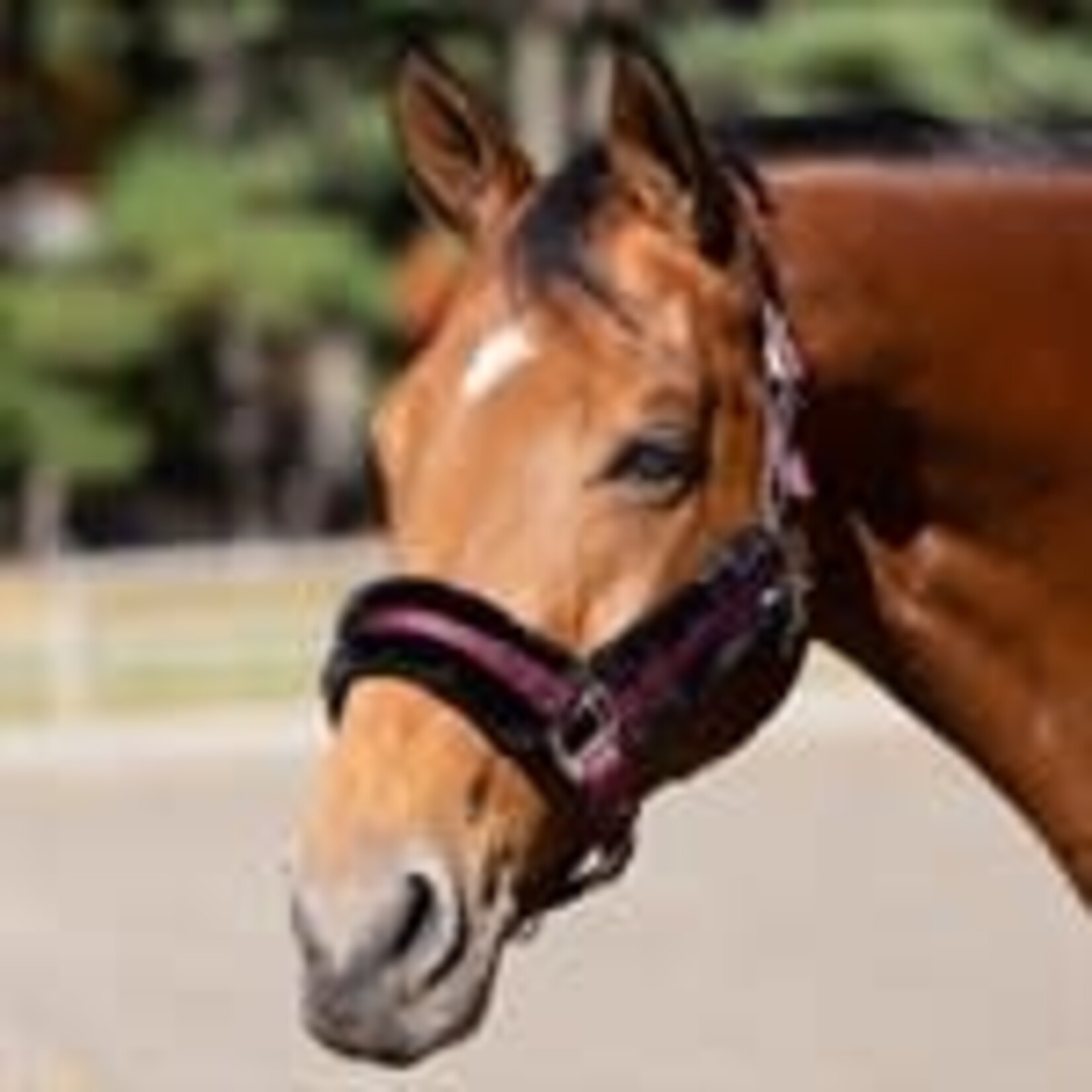 Tough-1 Synthetic Fleece Halter Cover Sets For Horses – Choose From 8 Colors, Tubing Kit 60-997