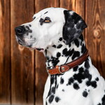 Butet Butet Dog Collar