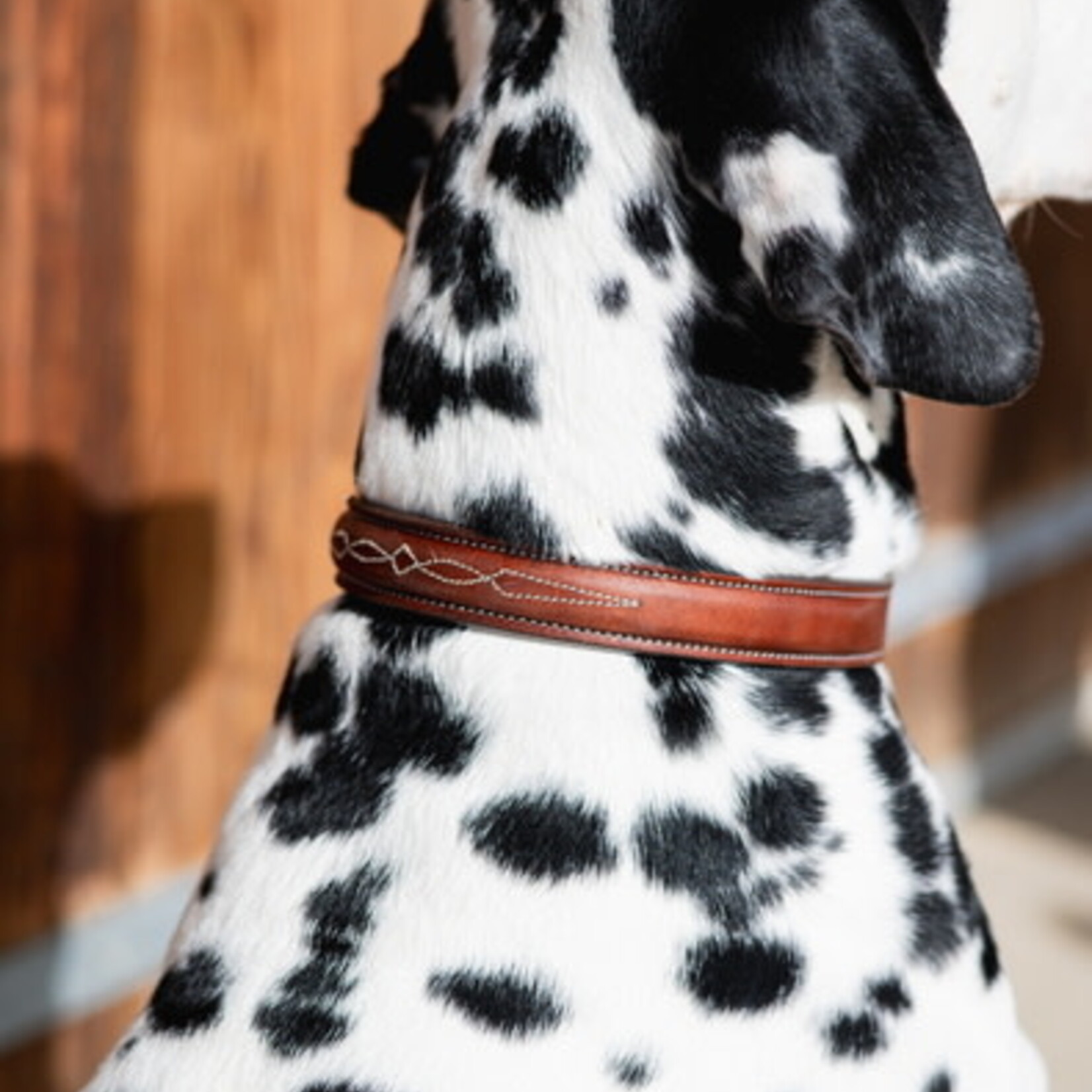 Butet Butet Dog Collar