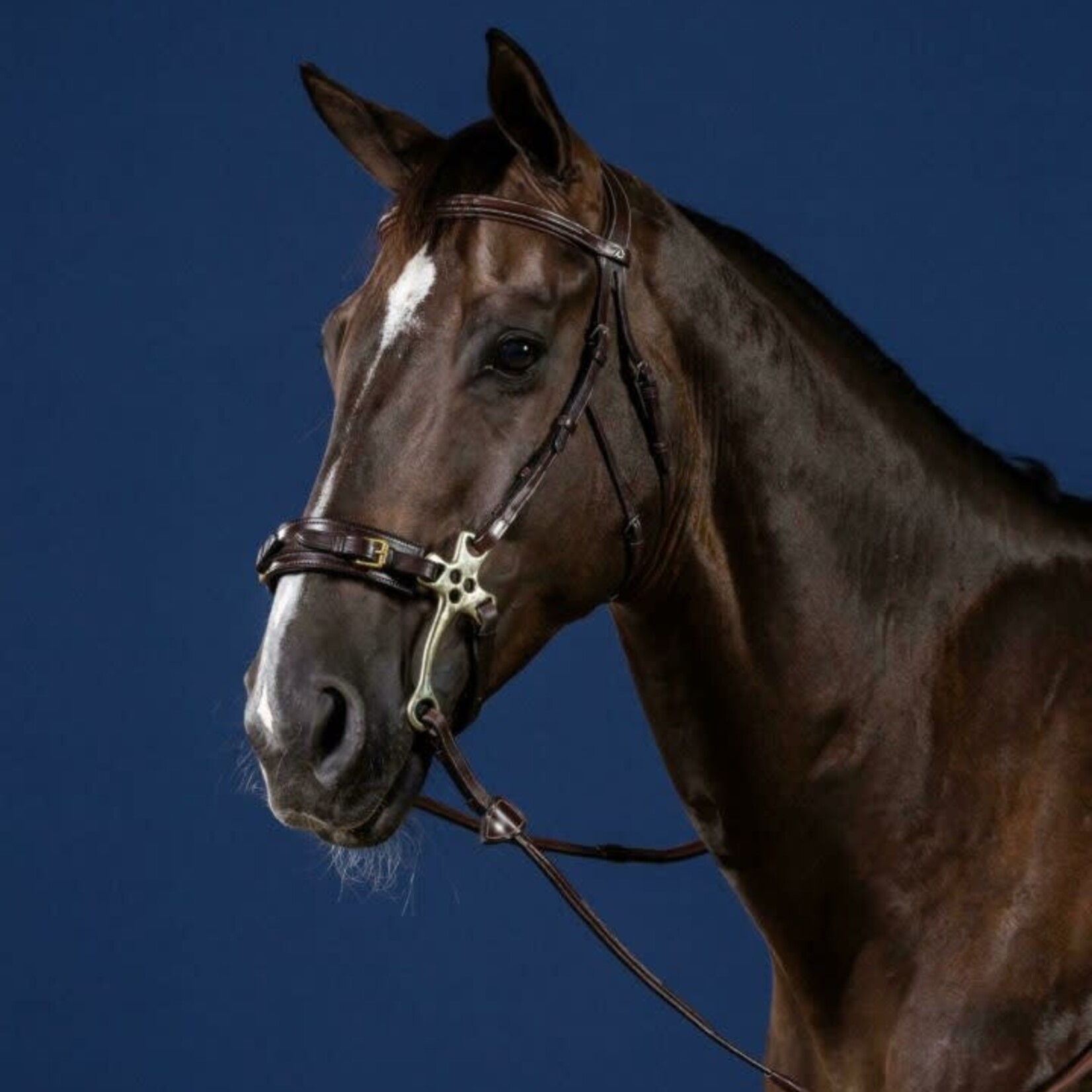 Dy'on USFADX Dy'on US Collection Hackamore Bridle Headpiece with Steel Hardware