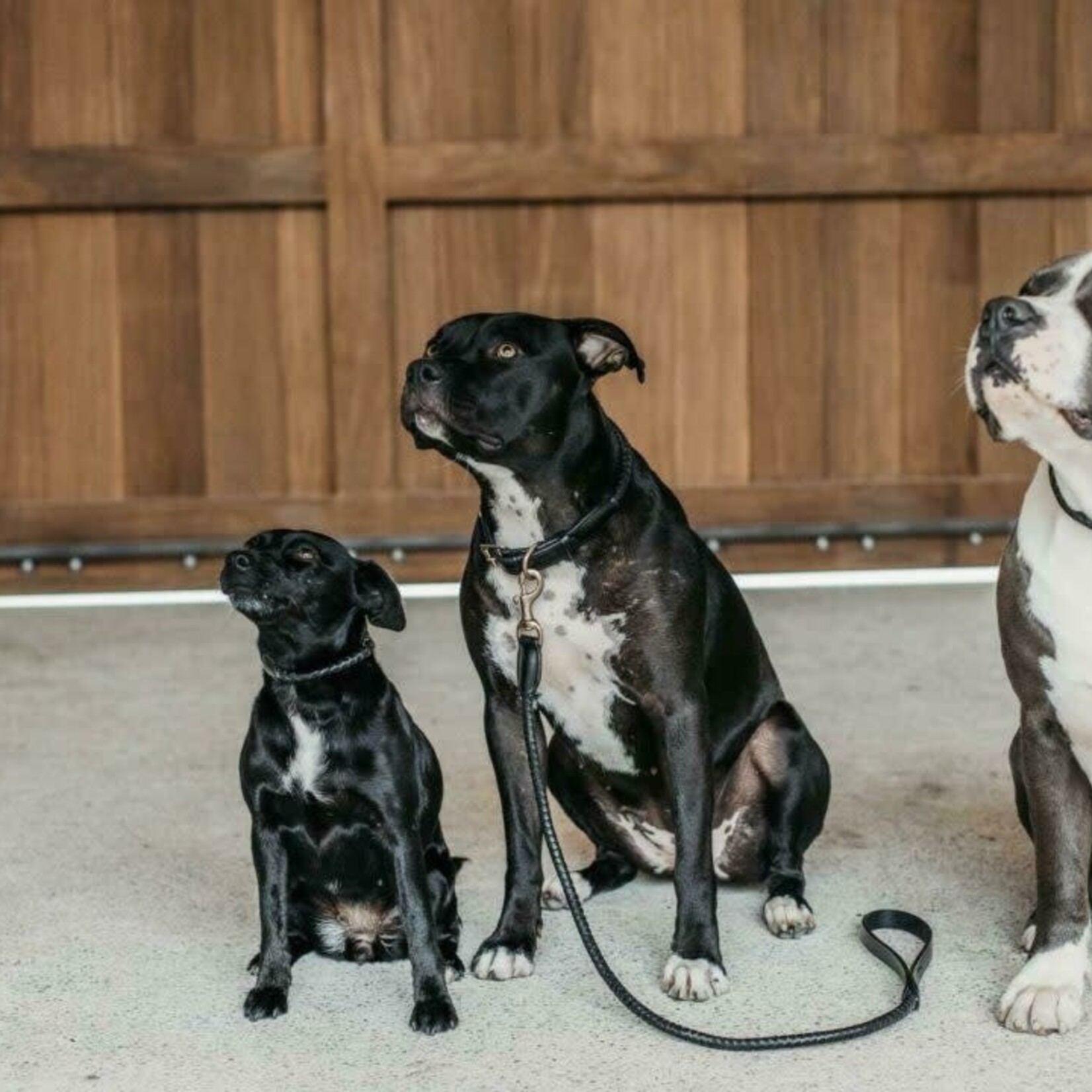 Dy'on DC32D Braided Dog Leash