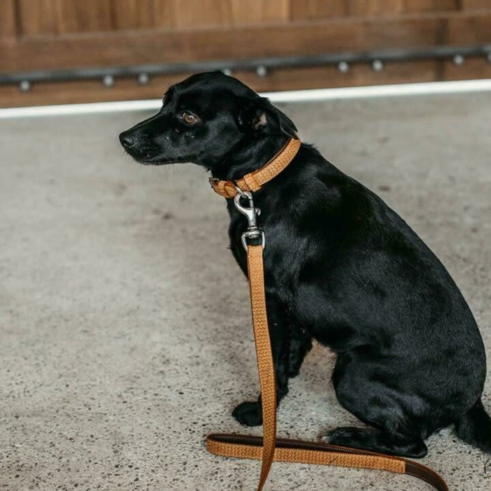 Dy'on DC32C Basket Dog Leash