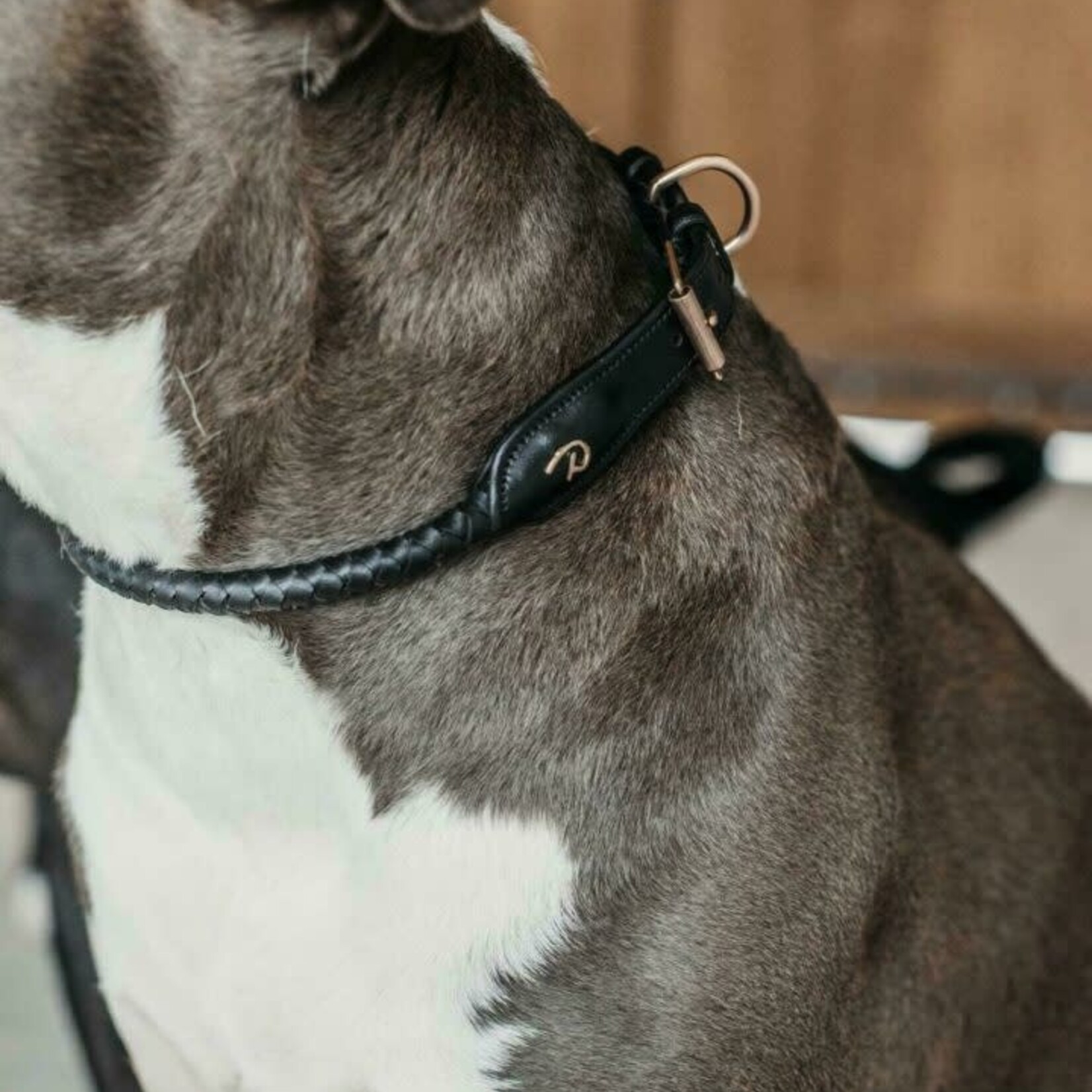 Dy'on DC31D Braided Dog Collar L