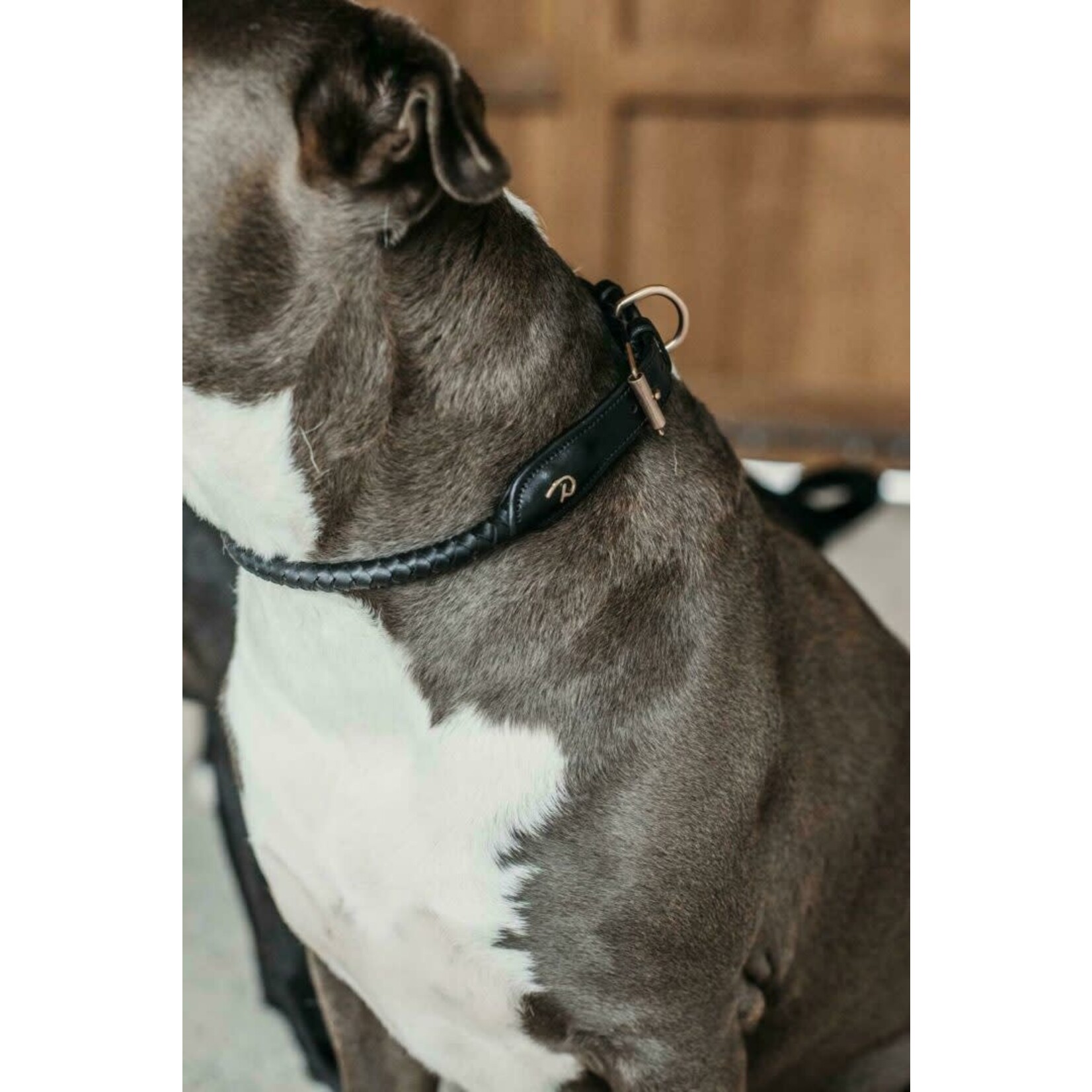 Dy'on DC31D Braided Dog Collar L