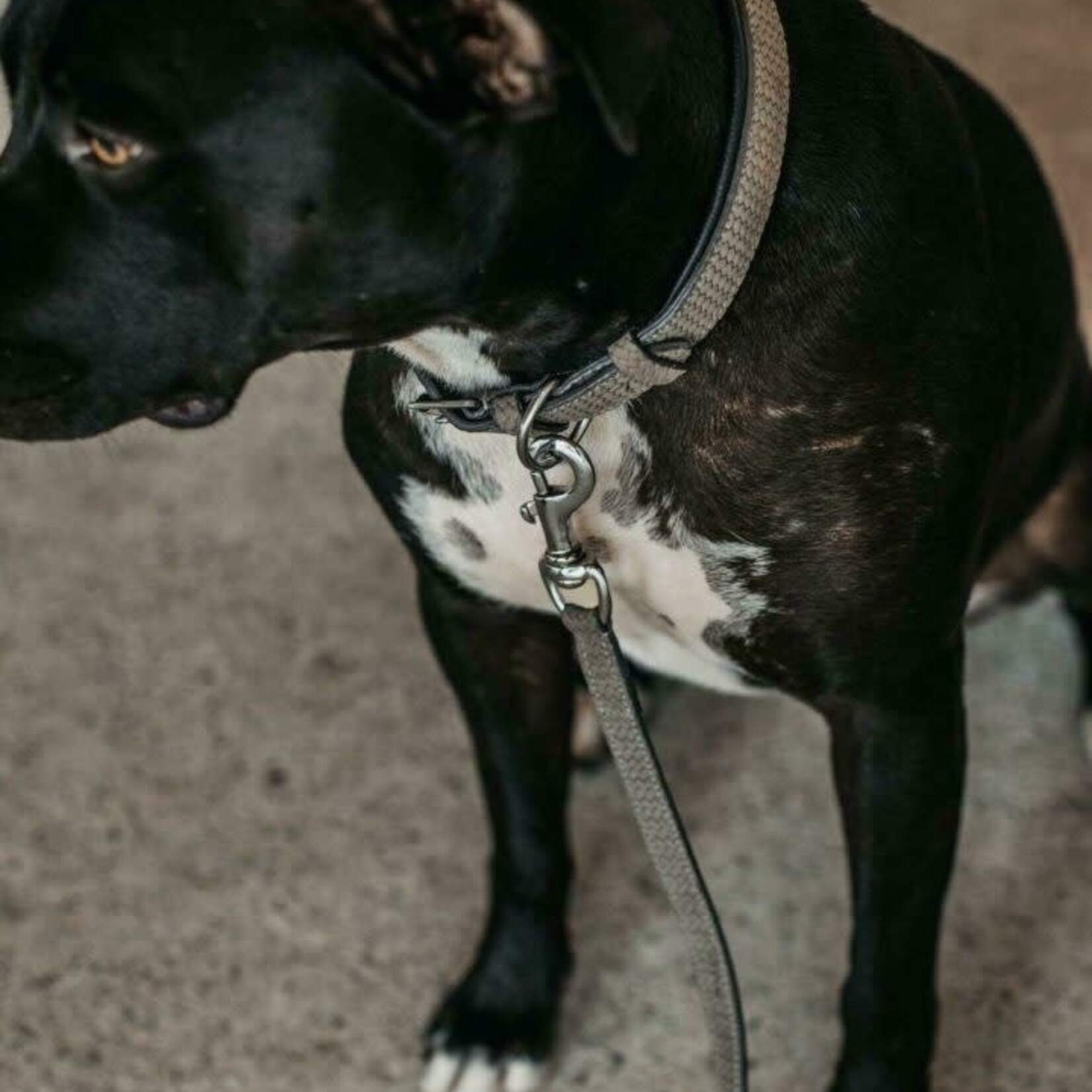 Dy'on DC31C Basket Dog Collar M/L