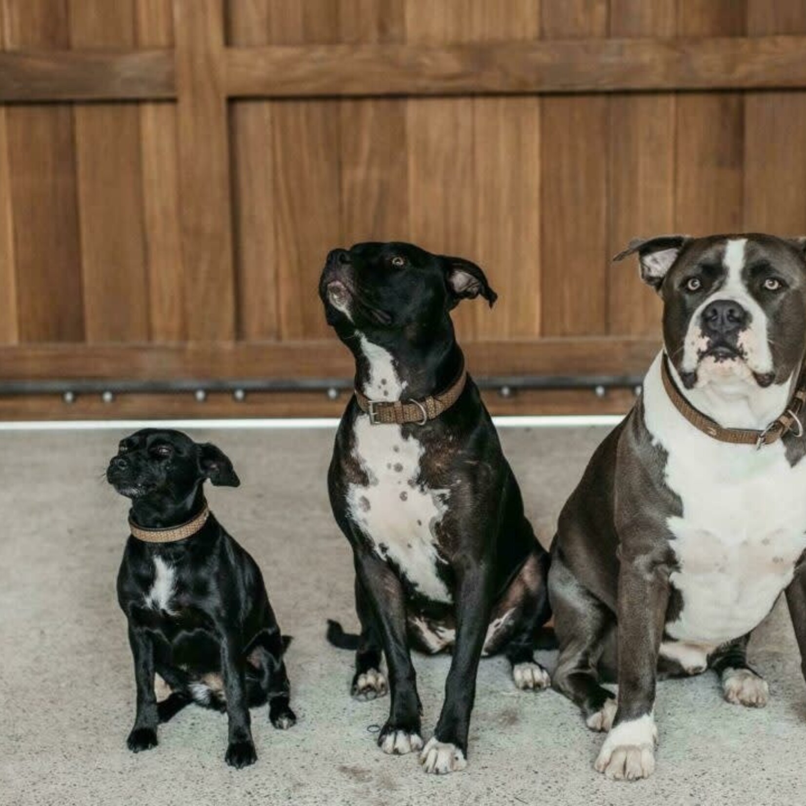 Dy'on DC31C Basket Dog Collar M/L