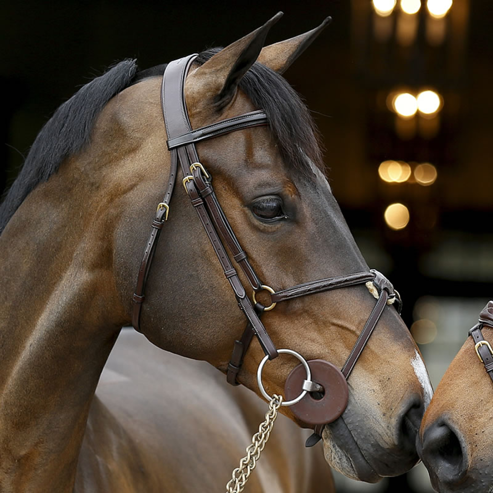 Dy'on DYAAAC Dy'on Figure 8 Noseband Bridle, Fancy Stitched, Slightly Raised and Padded, Cream Stitching w/Brass Hardware