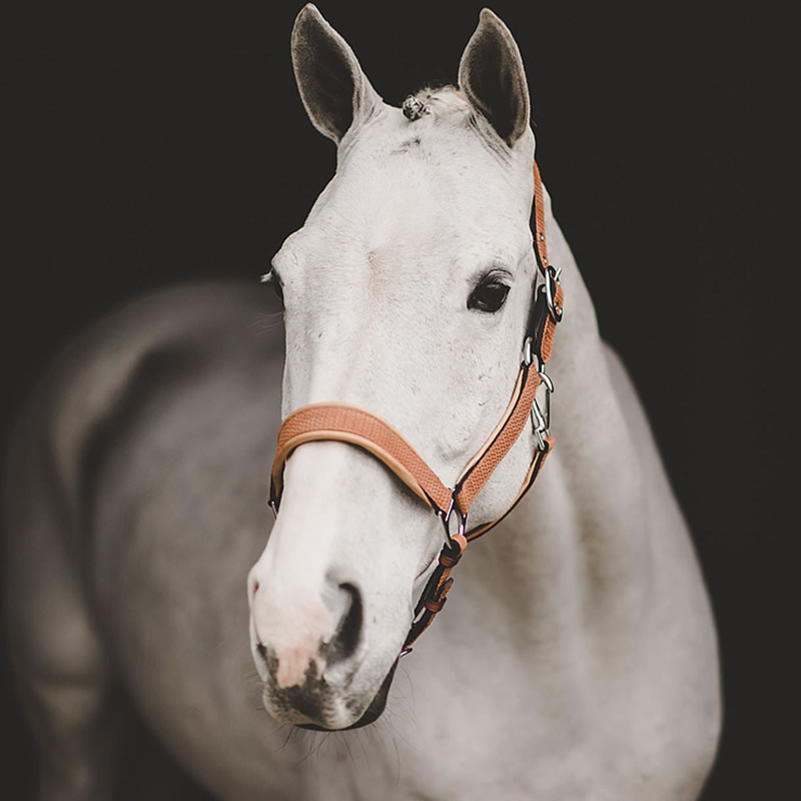 Dy'on NE09A Dy'on Leather Halter